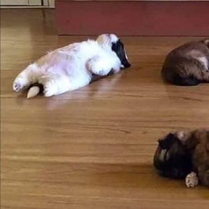 Meet your Posher, Abigail